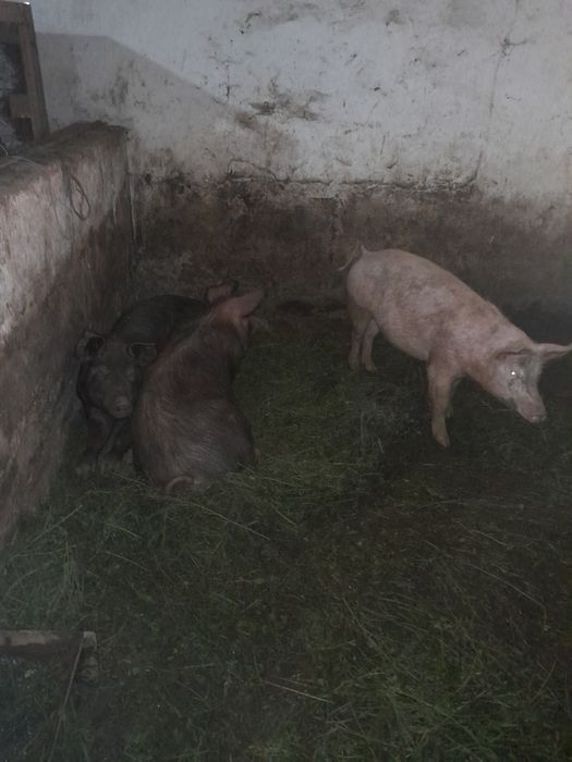 Свині, білі великі