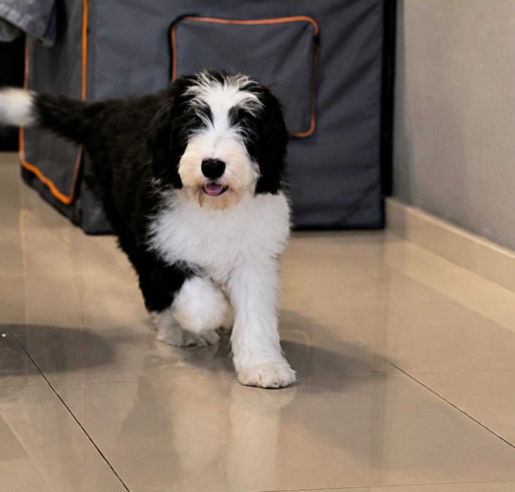 Suczka Bearded collie szczenię FCI