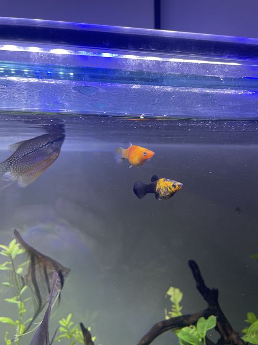 2 molly amarelo/preto