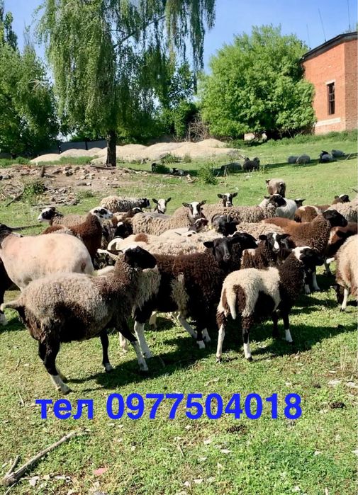 Продамо вівці, ягнята, баранчики