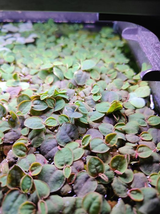 Phyllanthus fluitans