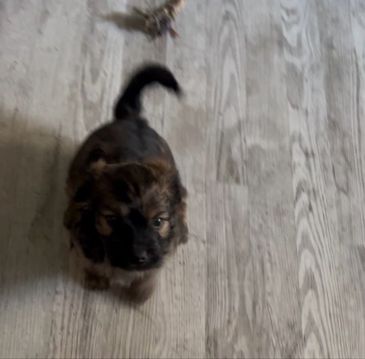 oddam pieska w dobre ręce