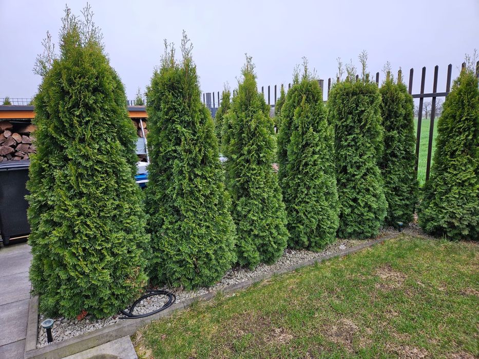 Tuje Szmaragd 200–220 cm – idealne na żywopłot  10 sztuk
