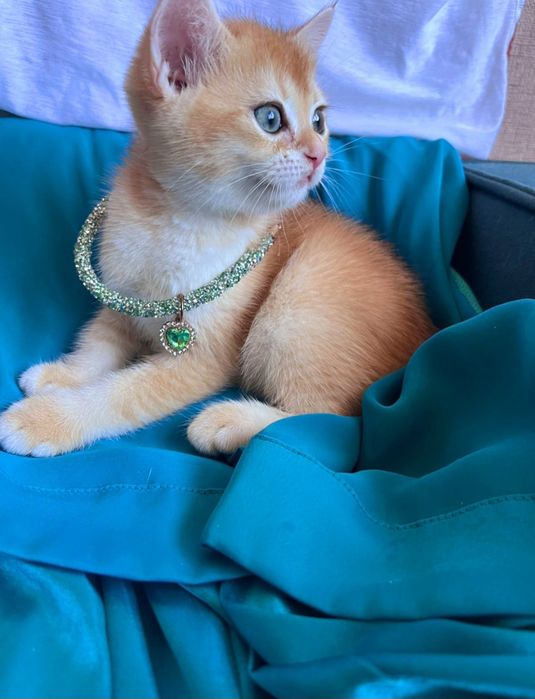 Кошеня!Золотий красунчик! Шиншила