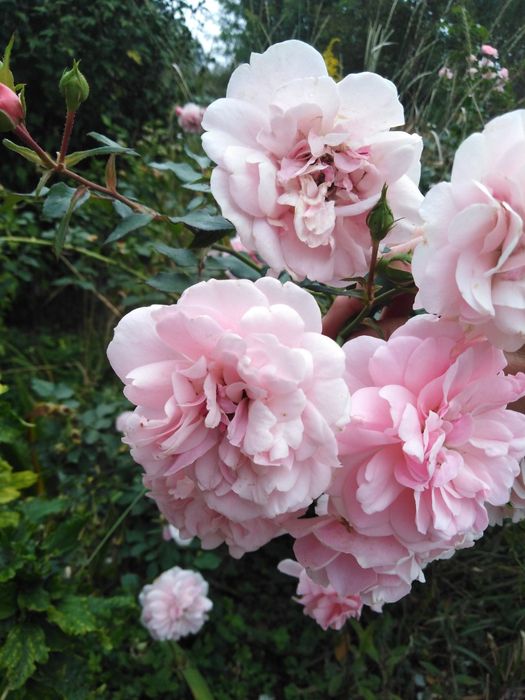 Blue Spruce седум