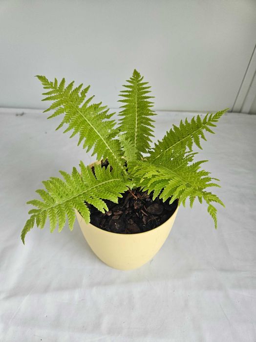 Paproć narecznica samcza 35cm C2 – ozdobna roślina + nawóz gratis