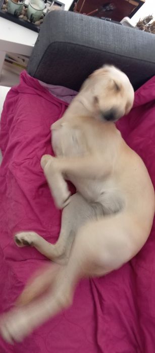 Cadela fêmea cachorro 12 meses