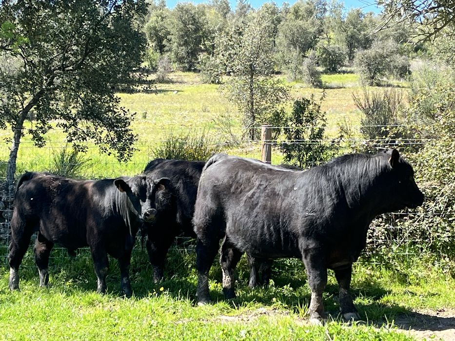 Touros Aberdeen-Angus