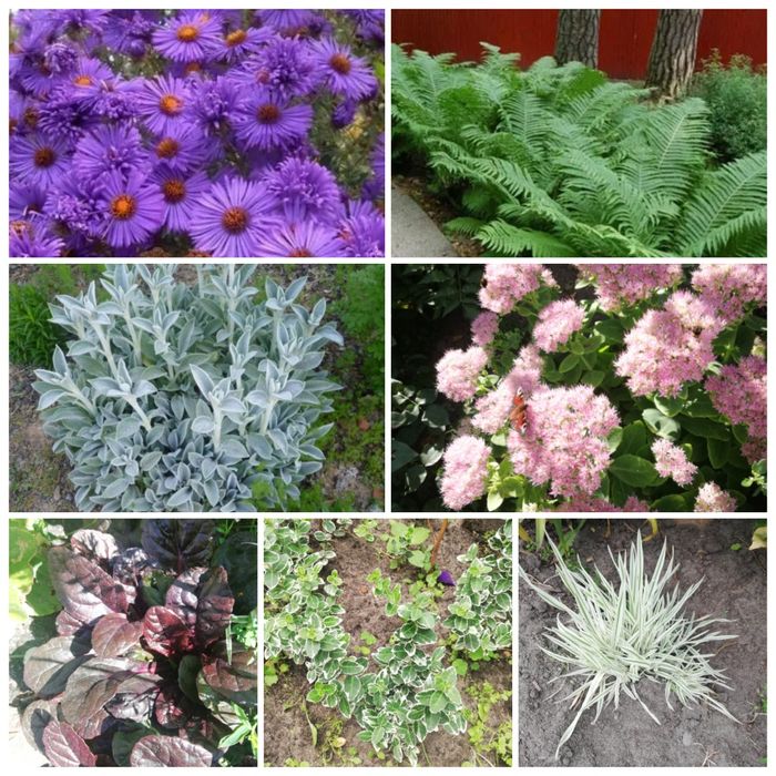 Продам різні багаторічні квіти та декоративні рослини,