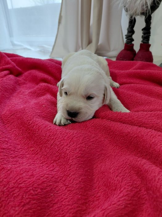 Labrador Retriever, zapraszam do rezerwacji