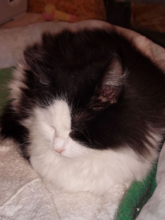 Отдам даром в добрые руки пушистую черно-белую кошечку