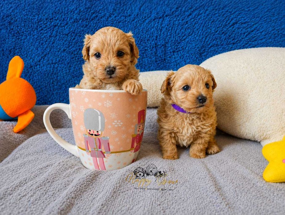Pudel Toy mini Maltipoo kuleczki miłości