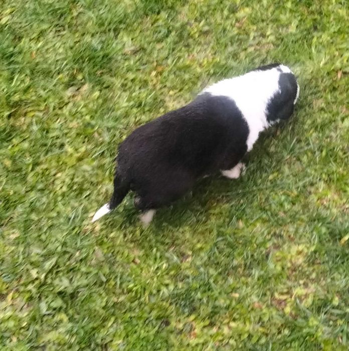 Border collie xx  fofo