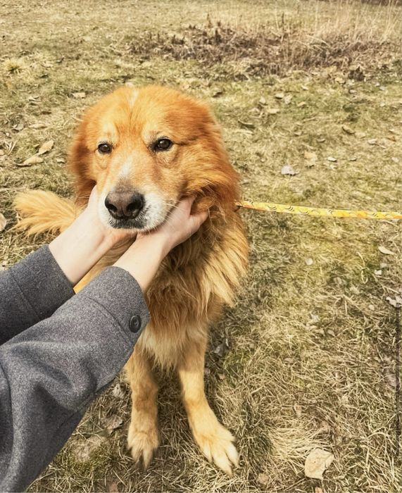 Adopcja, Cezar szuka domu