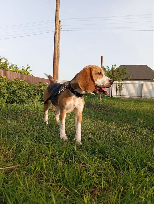 Продамо собаку породи бігль дівчинка