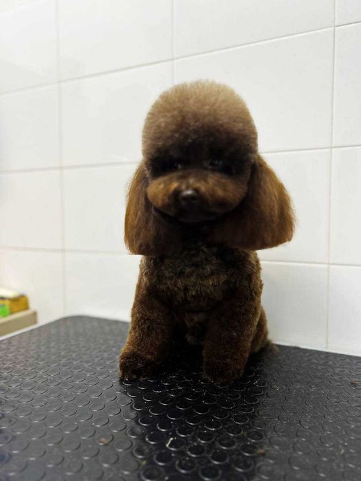 девочки Той Пудель тикап (мини)Китай