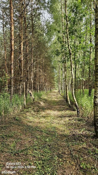 Malowniczy, prywatny kompleks leśny 18,48 ha - Raciszów, gmina Lubsza