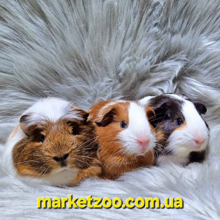 Елітні висловухі морські свинки – три королеви краси!