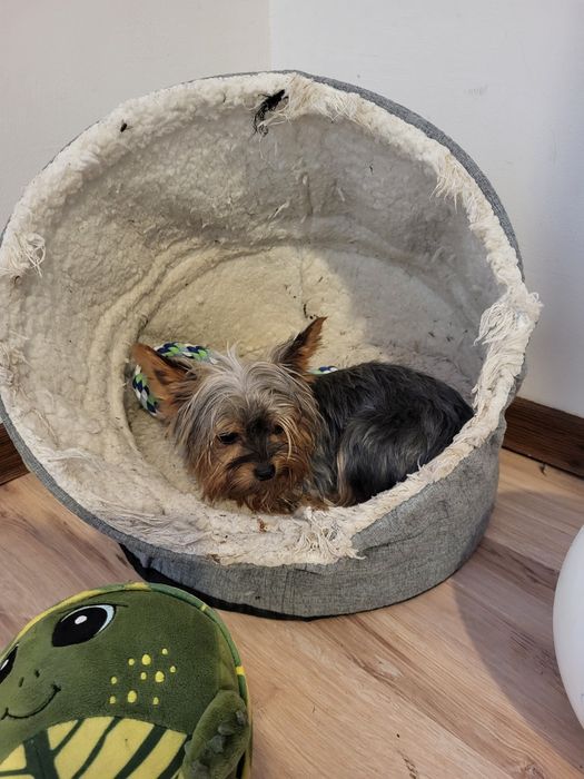 York Yorkshire terrier suczka