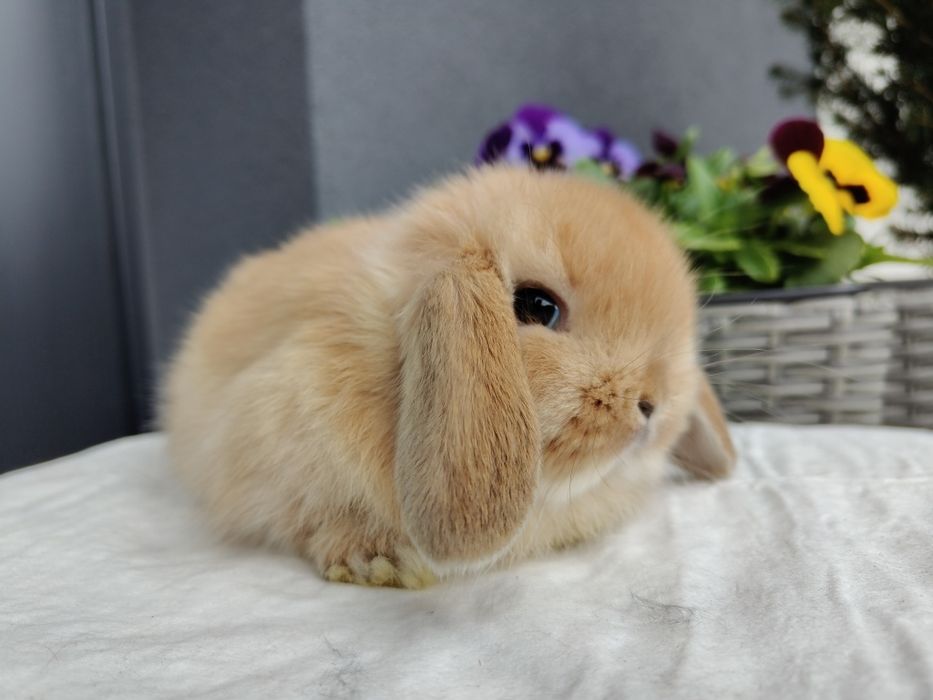 Mini Lop królik gotowe do odbioru od 01.05.26