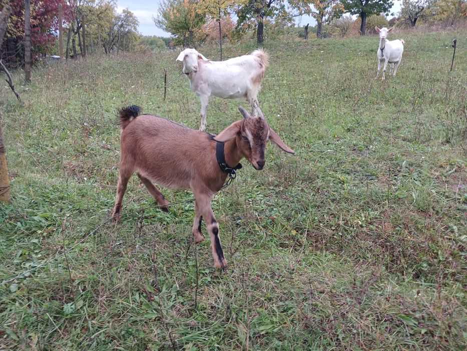 Кози цього року народження