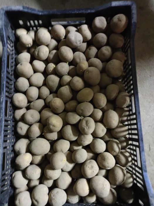 Ziemniak Vineta wielkość sadzeniaka . Rok po  kwalifikacie