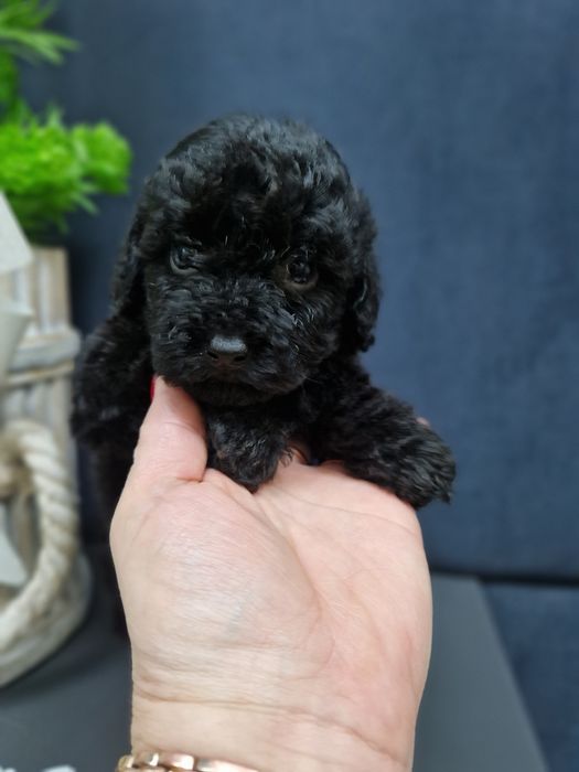 Pudel miniaturowy/toy szczeniak pełen uroku.