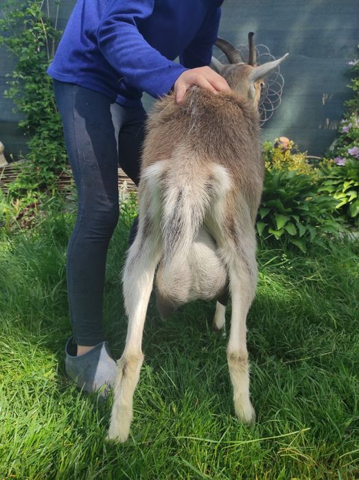 Продається коза молочної лініїї
