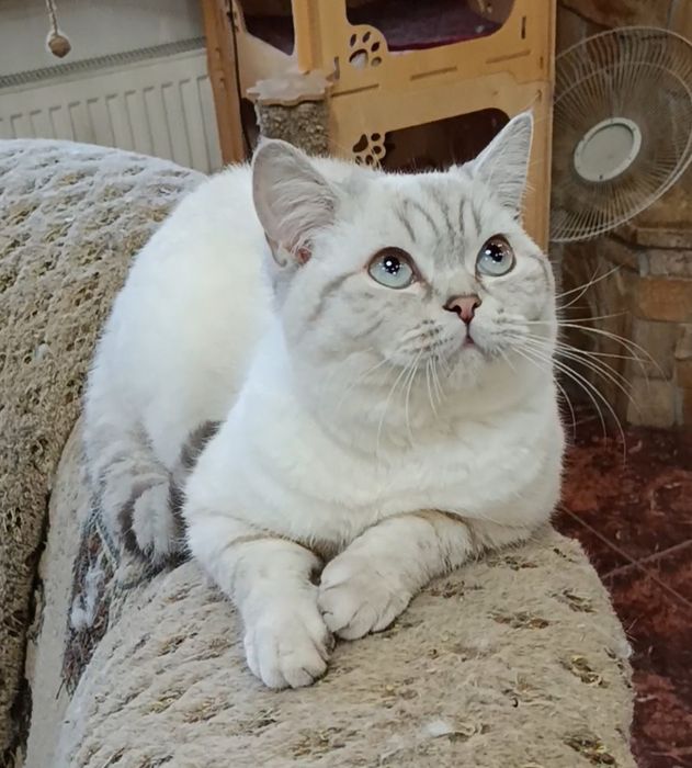 Мальчик шиншилла поинт