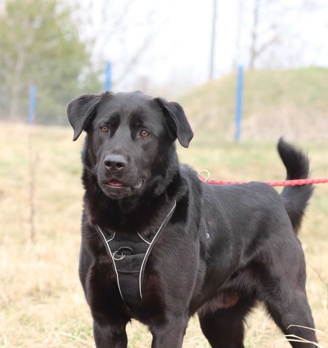 Black – wesoły pies w typie labradora gotowy do adopcji