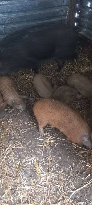 Продам поросята породи мангали