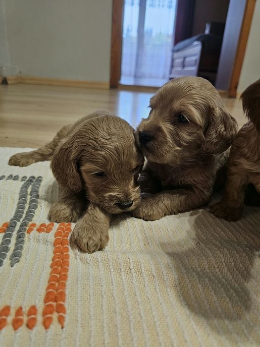 Cockapoo maluszki