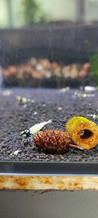 Caridina Pinto SPOTTED BLACK