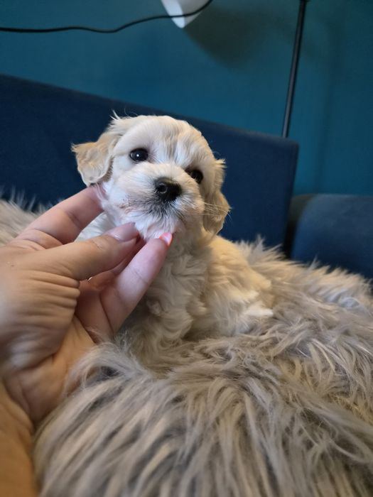 Malenki piesek maltipoo