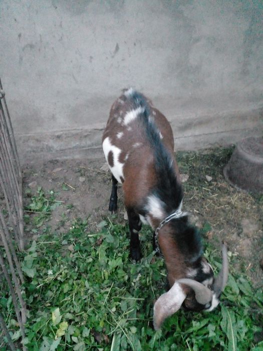 Продам кози Англо-Н