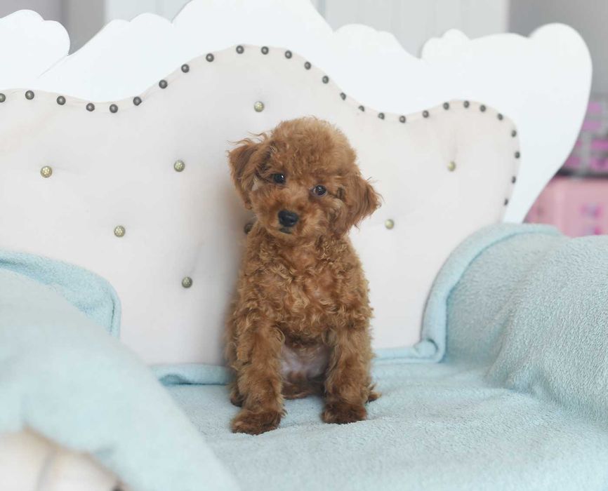 Pudel toy-chlopak w kolorze red