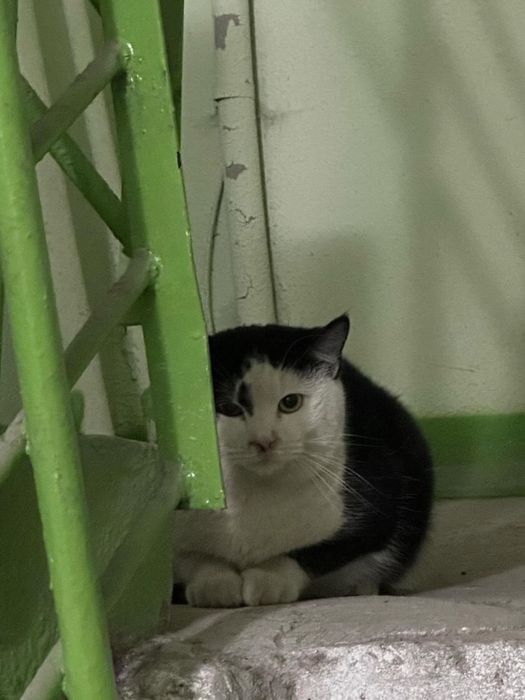 Ласковий котик ЧЕКАЄ на родину!