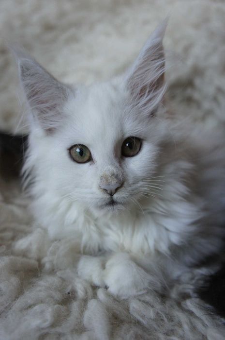 Maine Coon FIFE/FPL -  shaded - miła -  fs11