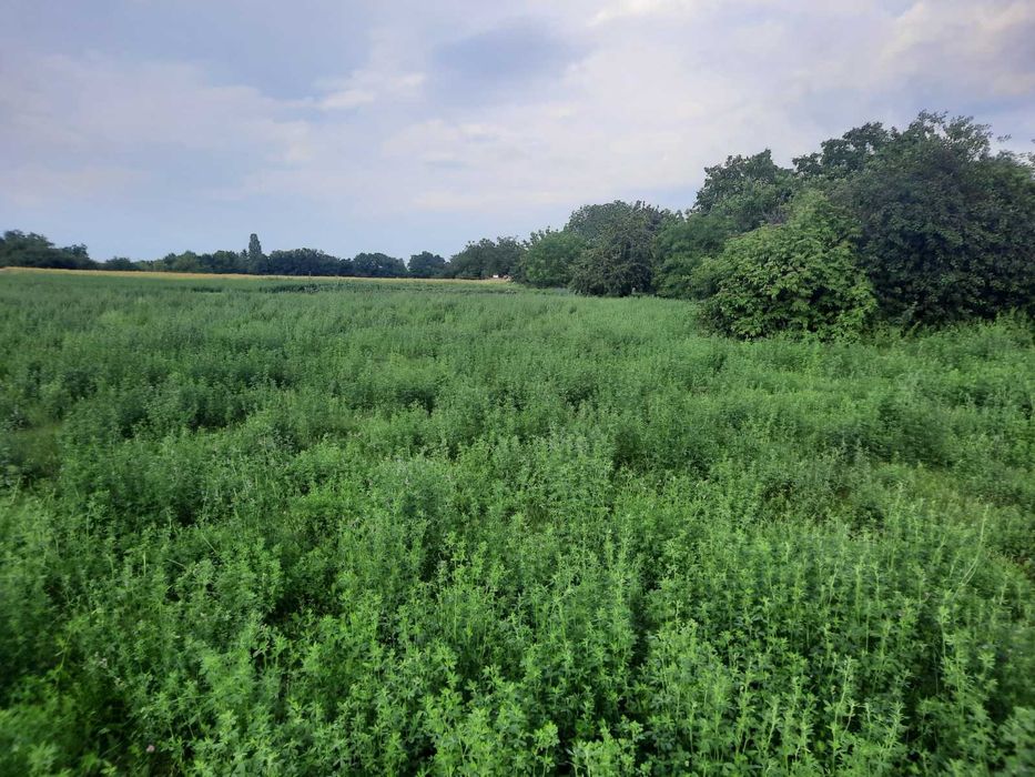 Земельна ділянка 14 соток