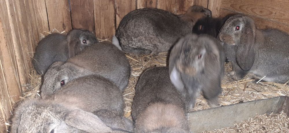 Kroliki królik francuski baran francuskie barany szare żelaziste