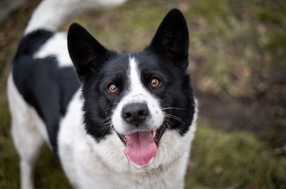 Pies o nietuzinkowej urodzie: mix Husky i Border Collie w schronisku.
