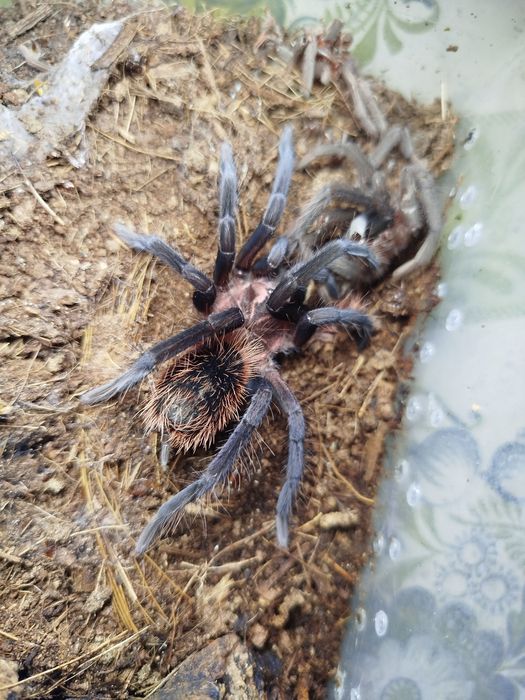 Parka Ptaszników Xenesthis Immanis 4DC