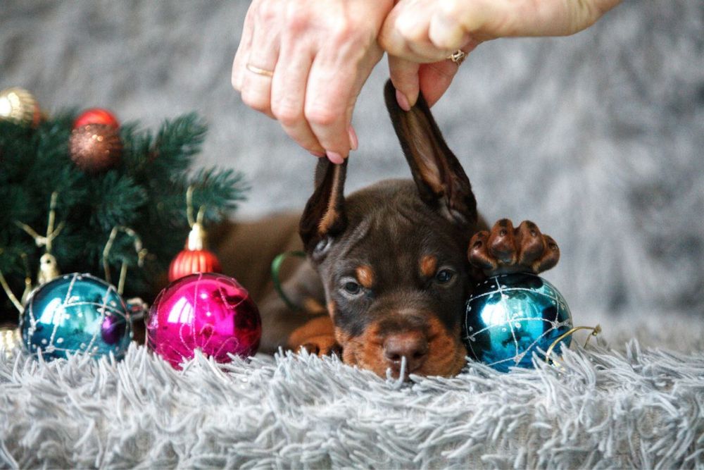 Шикарні Добермани