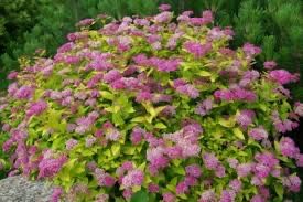 Продам Спіреі різних сортів