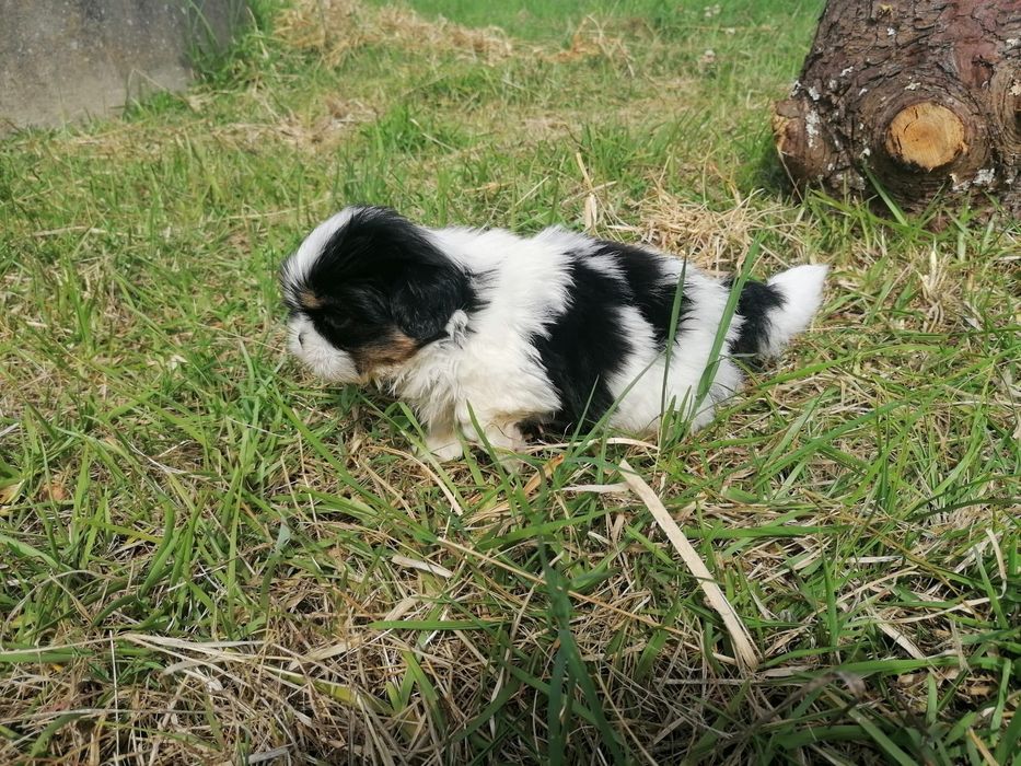 Cachorrinha shih-tzu