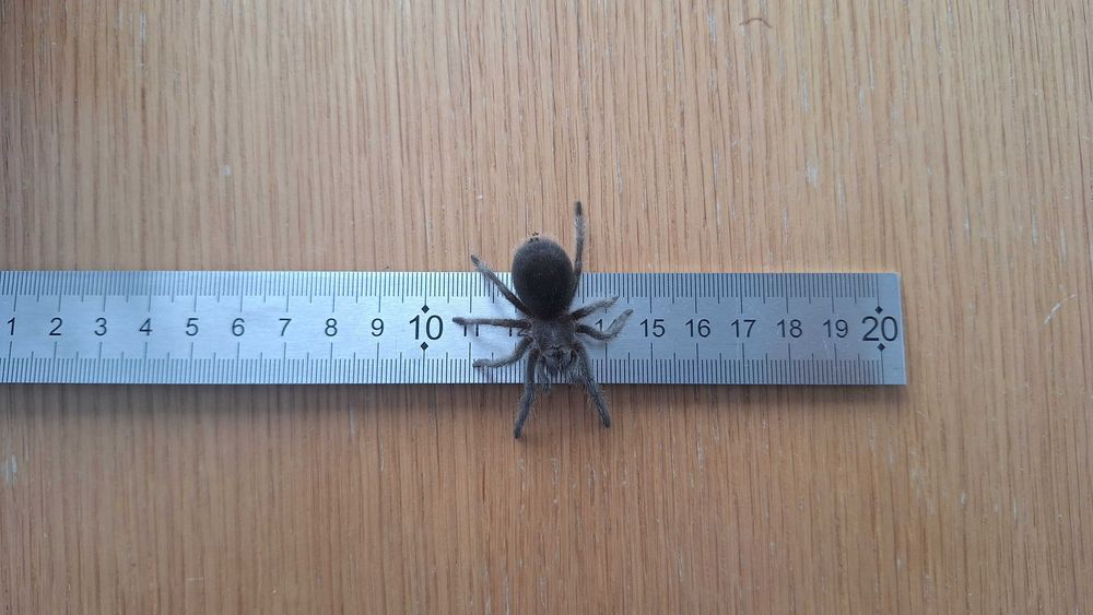 Grammostola Pulchra L6
