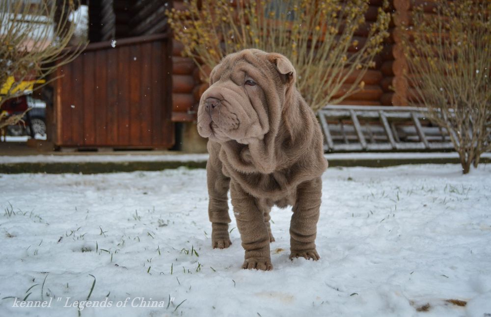 SHAR-PEI цуценята