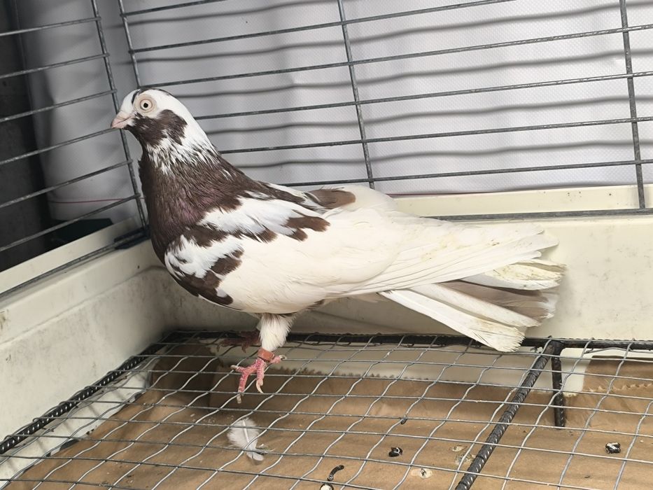 Gołębie zamojskie czerwono rabe, zmienniaki