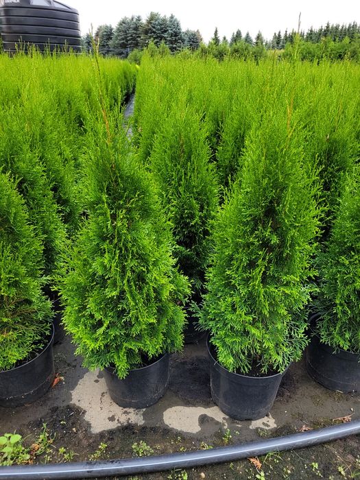 Tuja Szmaragd 120cm donicy C7,5 Thuja smaragd