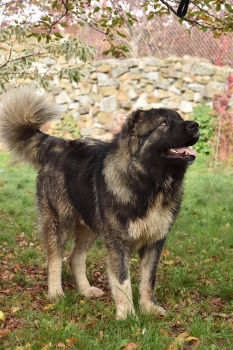 Цуценя кавказька вівчарка.